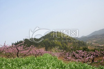 开满桃花的山野