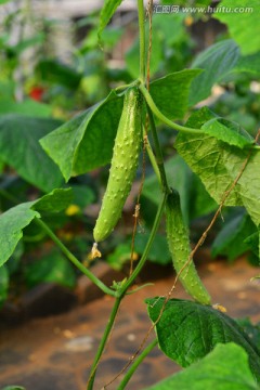 黄瓜 顶花带刺