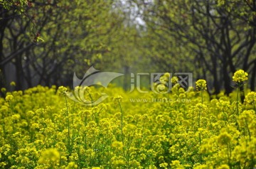 油菜花