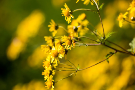 野菊花