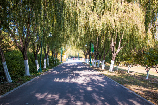 公园道路