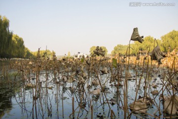 池塘残荷