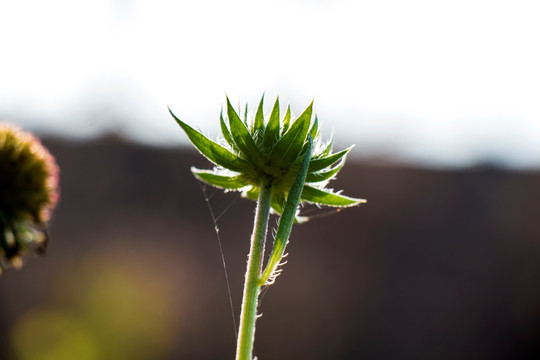 菊花花蕾