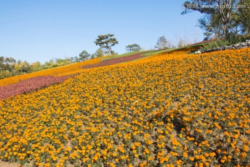 百花山