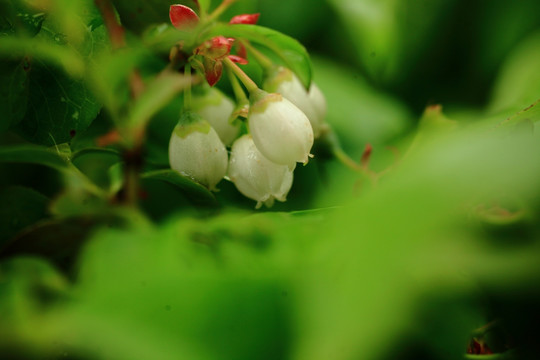 蓝莓花