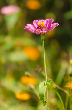 天人菊特写