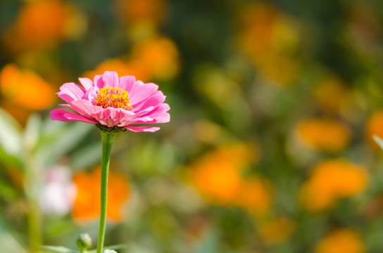 天人菊特写