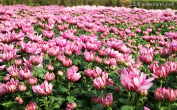 粉红菊花 花海