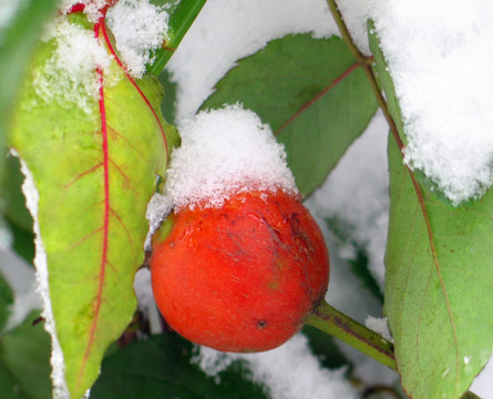 雪景 红色 果实
