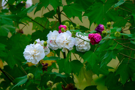 芙蓉花树