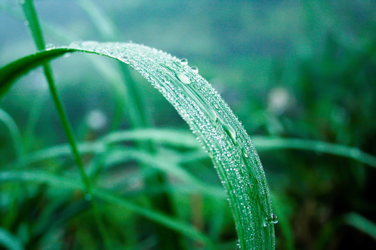 露水