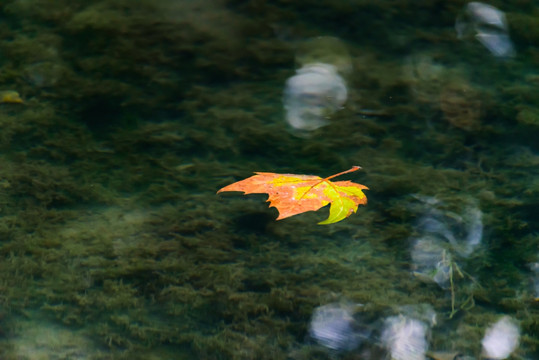 水面漂浮的枫叶