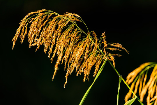 芦苇花