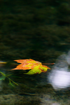 水面漂浮的树叶