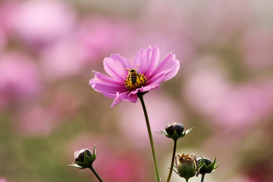 盛开的花海