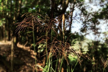 野草