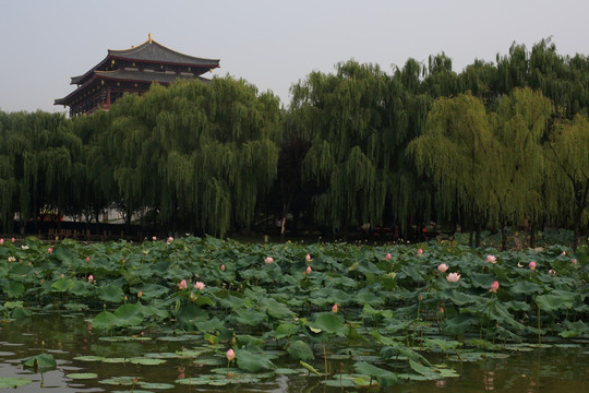 荷花池