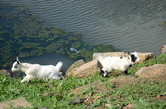 小羊 河边的小羊