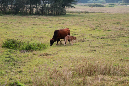 草地母牛