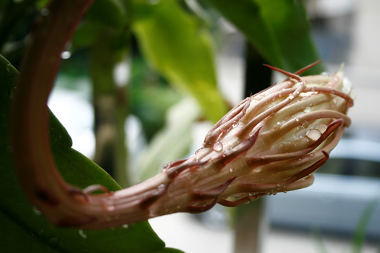 含苞欲开的昙花