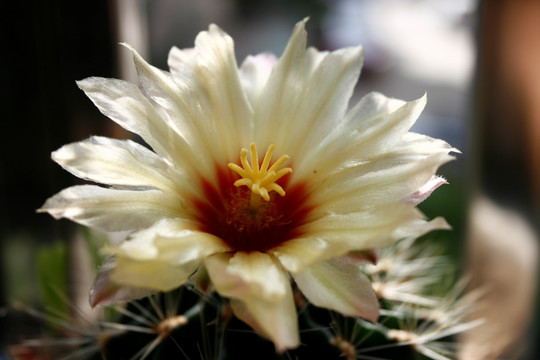 仙人球开花特写