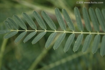 野草叶