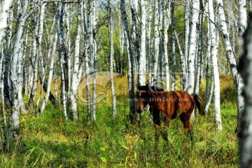 白桦林中的一匹马