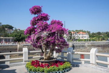 街头盆景 街道摆花