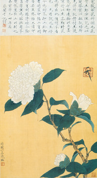 花鳥國畫 白山茶花