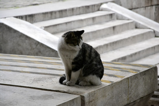 花猫