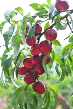 红色桃子 油桃