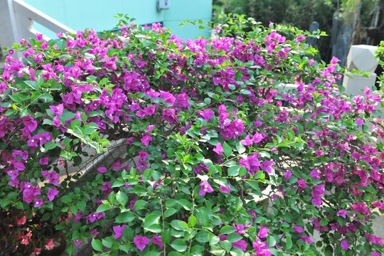 三角梅高清 紫色花 盆景