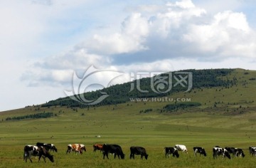 草原牧场和牛群