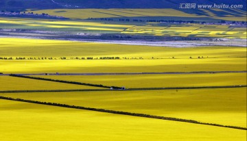 青海风光 门源 祁连油菜花