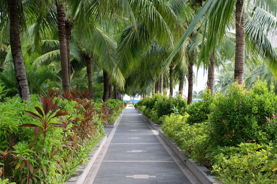 椰林小路