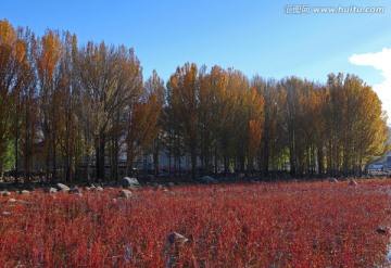 稻城红草地