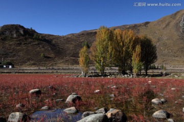 稻城红草地