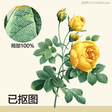 手繪花型