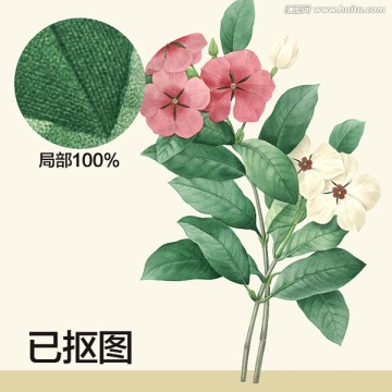 手繪花卉 水彩畫