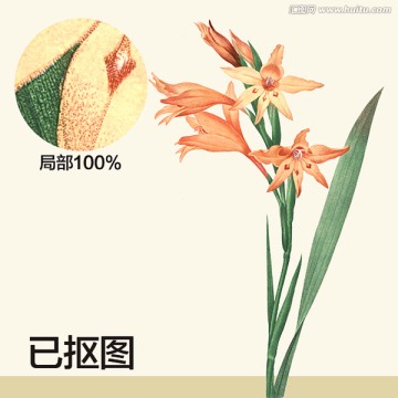 手绘花卉 水彩画