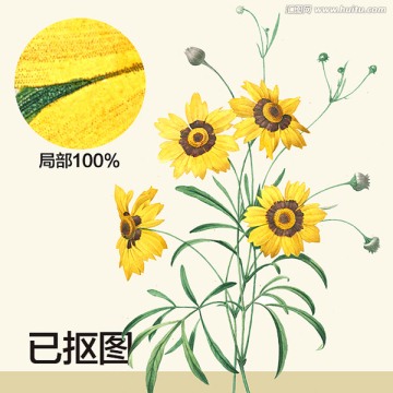 手繪花卉