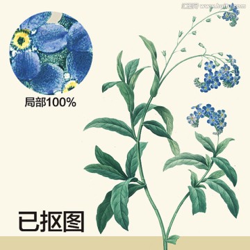 手繪花卉