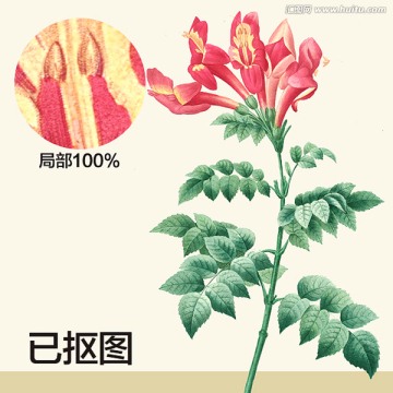 手繪花卉