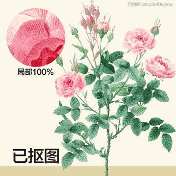 手繪花卉