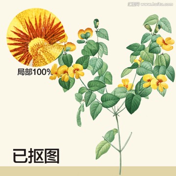 手繪花卉