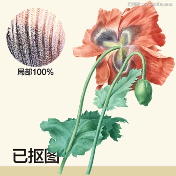 手繪花卉