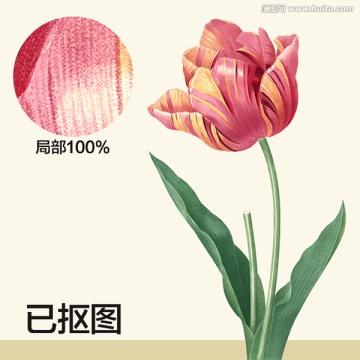 手繪花卉