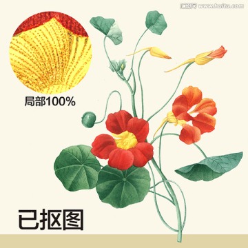 手繪花卉