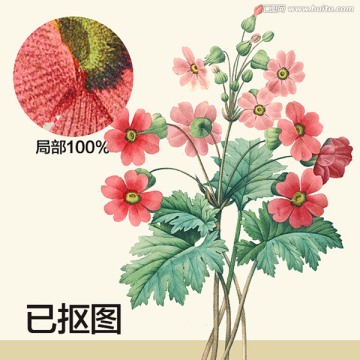 手繪花卉