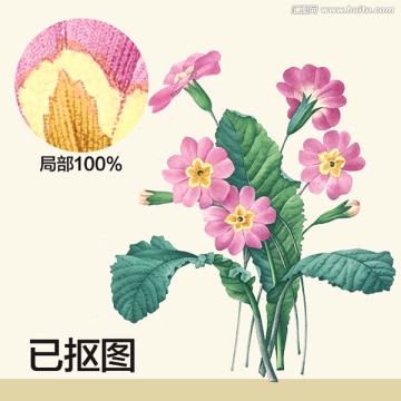 手绘花卉